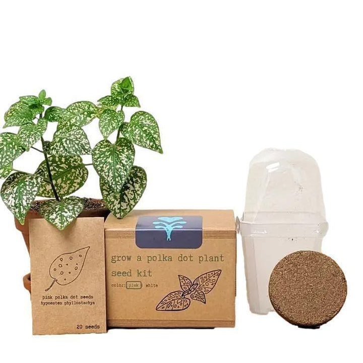 Polka Dot Plant Kit - Pink - Giften Market