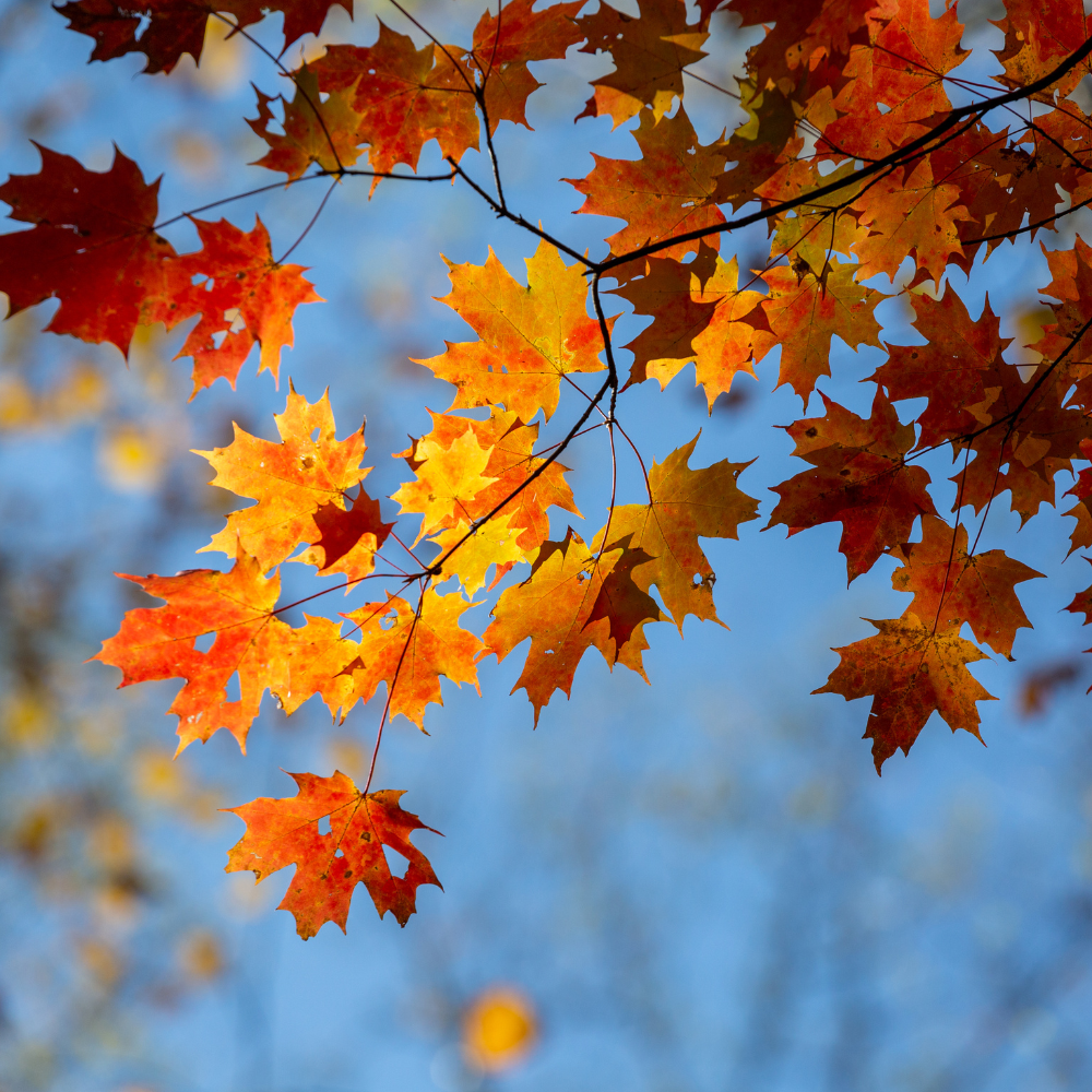 Build Your Own Fall Themed Gift Box: A Step-by-Step Guide