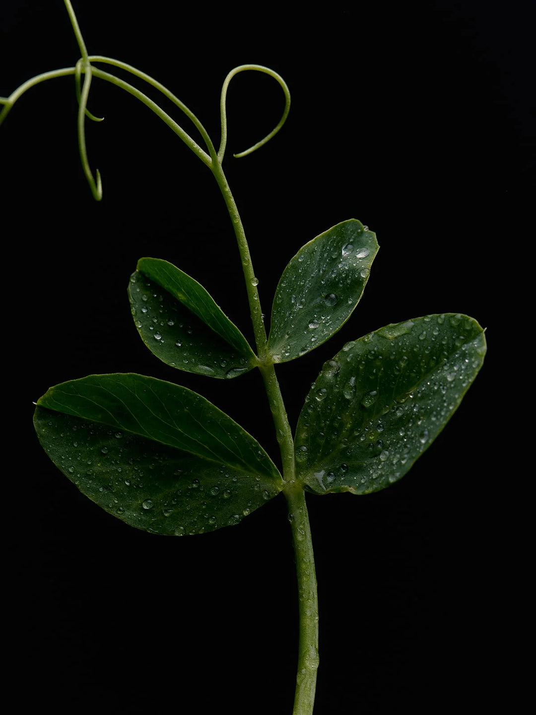 A dew-covered pea tendril against a black background, the green note in the candle&