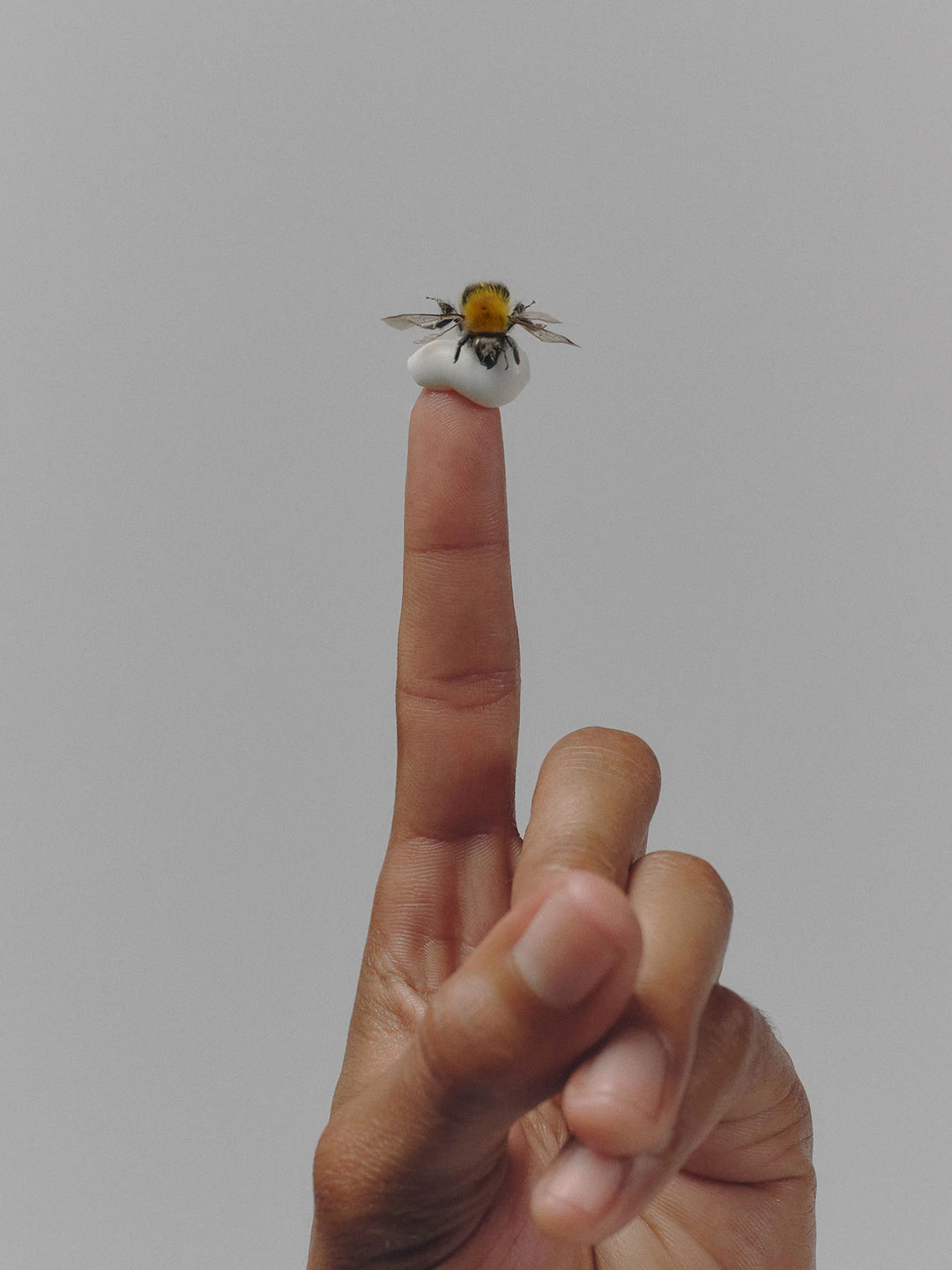 A honeybee perched on a small white dab of cream on a fingertip against a grey background