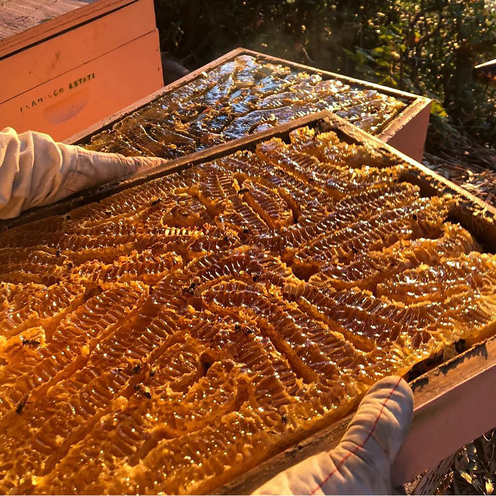 Native Wildflower Honey