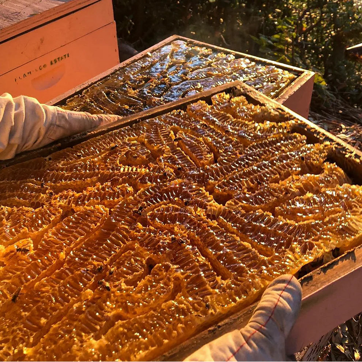 Native Wildflower Honey