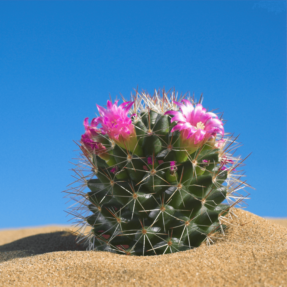 Cactus Flower Gold Travel Candle