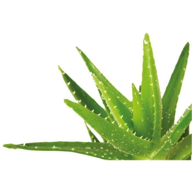 Aloe Vera Grow Kit - Giften Market