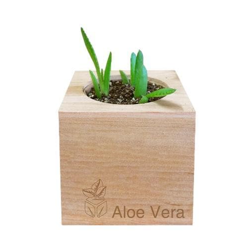 Aloe Vera Grow Kit - Giften Market