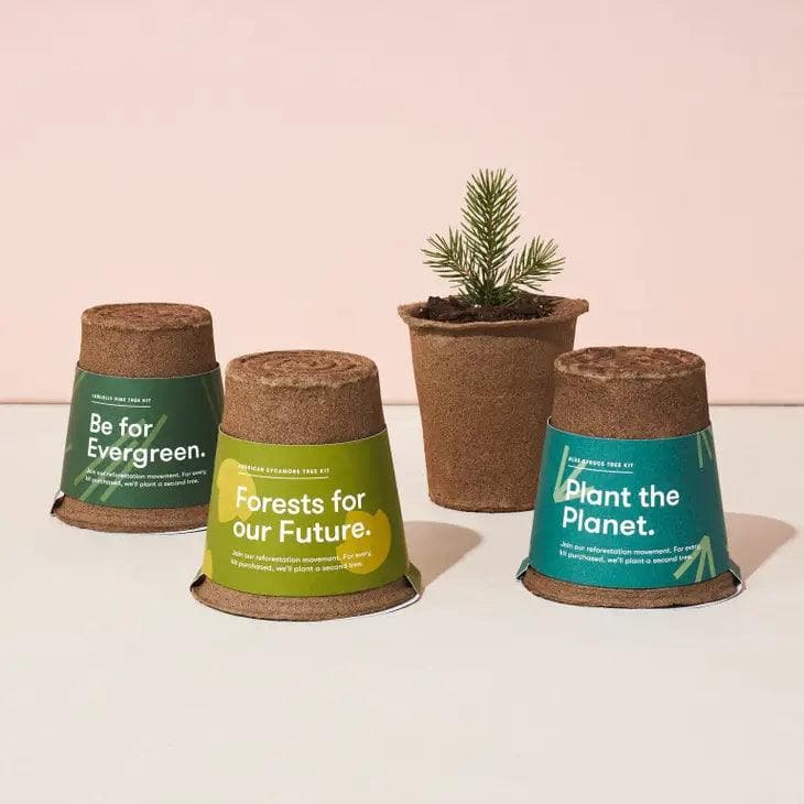 American Sycamore - One-For-One Tree Kit - Giften Market
