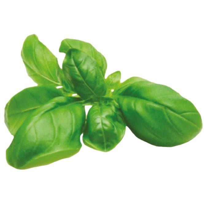 Basil Grow Kit - Giften Market