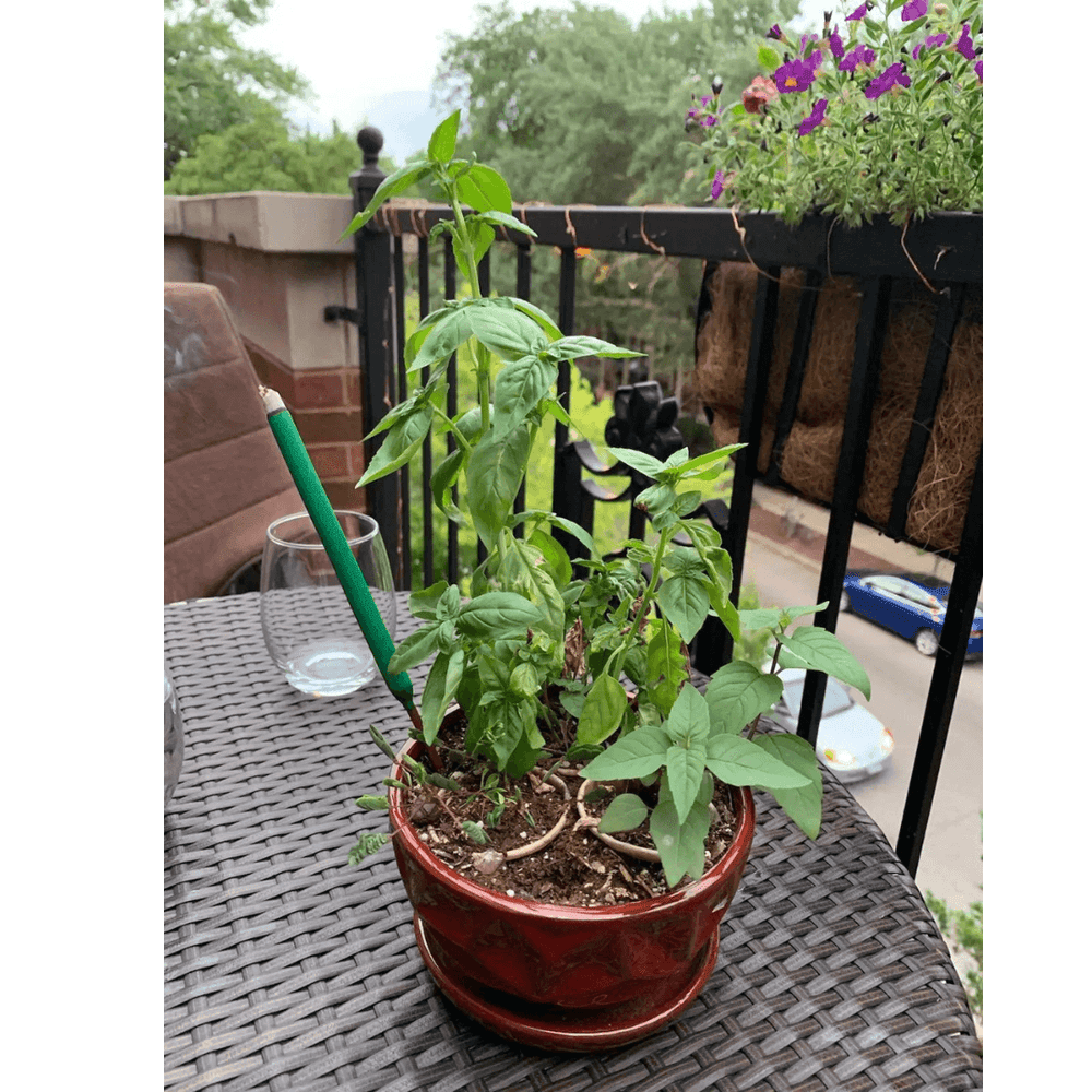 Basil Grow Kit - Giften Market