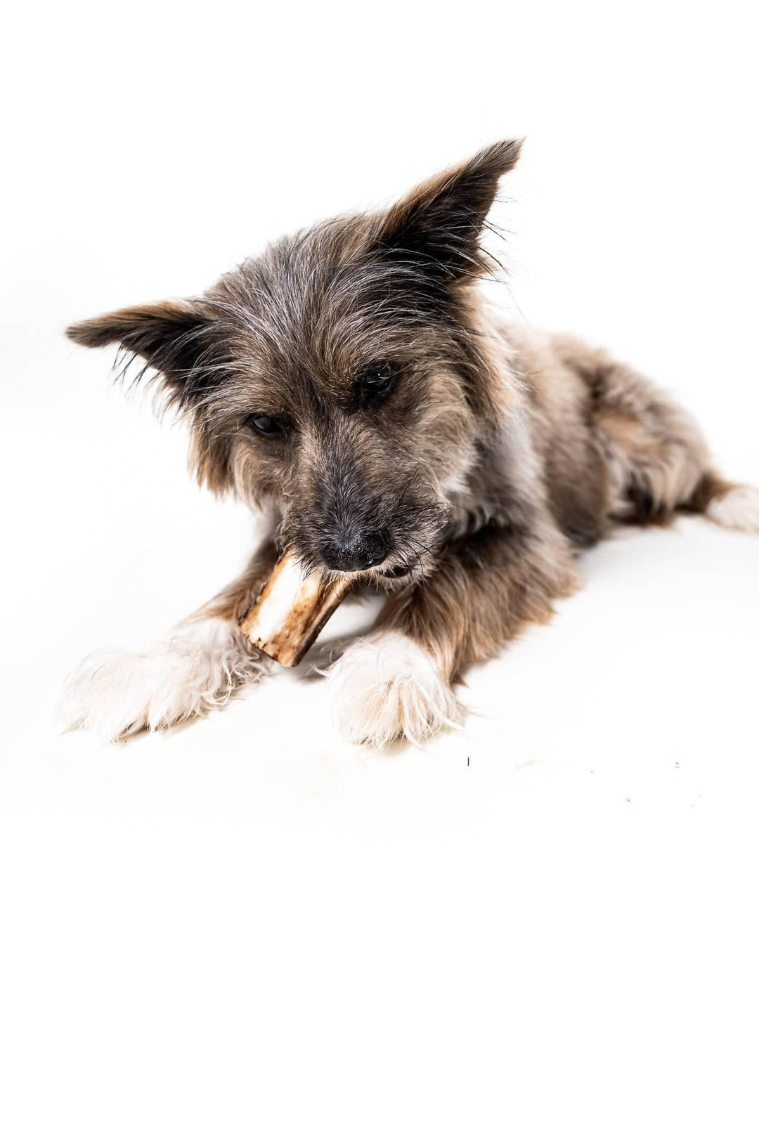 Bison Marrow Dog Bone - Giften Market