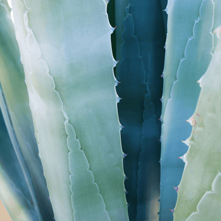 Cactus Blossom Gold Travel Candle - Giften Market