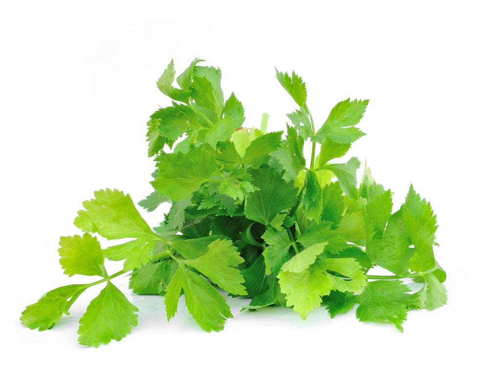 Cilantro Grow Kit - Giften Market
