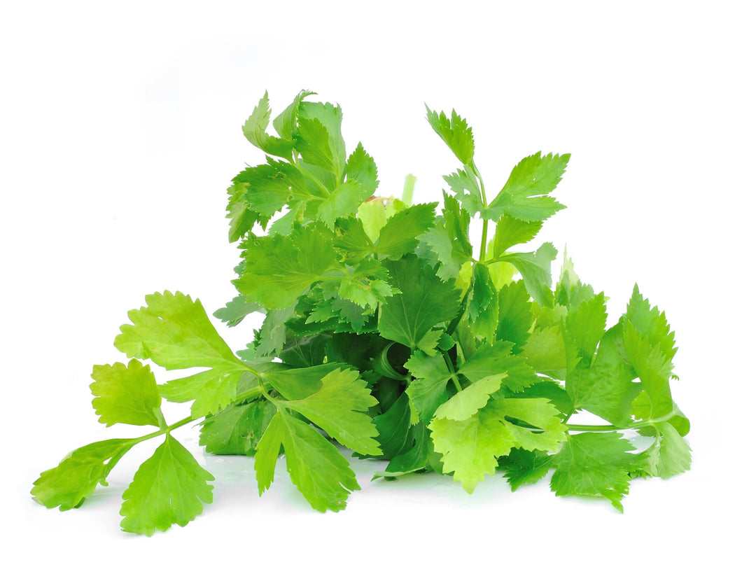 Cilantro Grow Kit - Giften Market