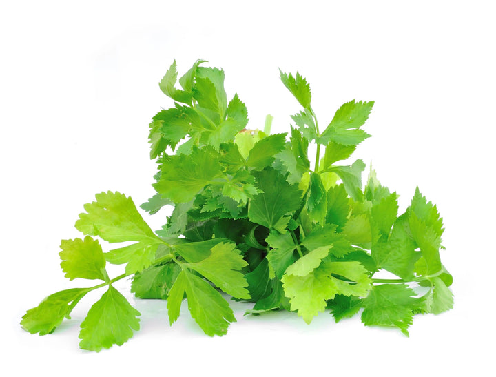 Cilantro Grow Kit - Giften Market