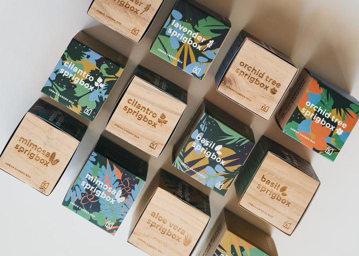 Cilantro Grow Kit - Giften Market