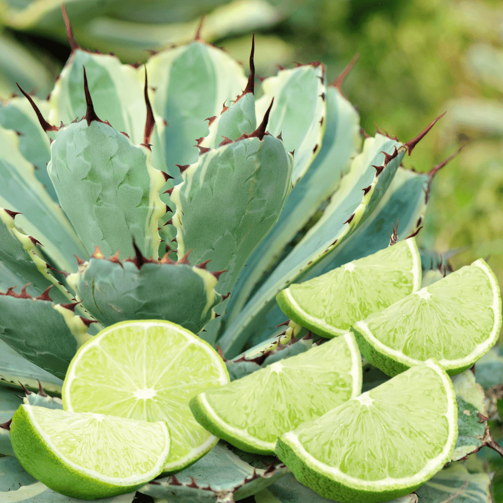 Citrus Agave Gold Travel Candle - Giften Market