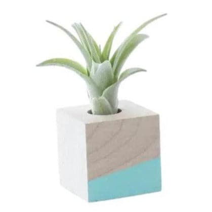 Cube Air Plant Holder - Blue - Giften Market