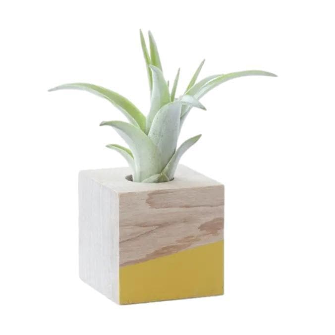 Cube Air Plant Holder - Yellow - Giften Market