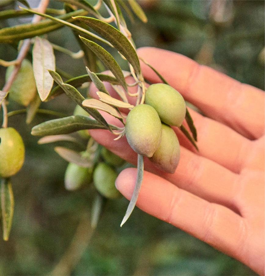 Drizzle Extra Virgin Olive Oil - Giften Market
