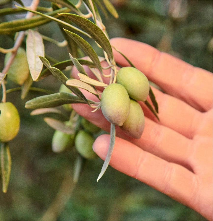 Drizzle Extra Virgin Olive Oil - Giften Market