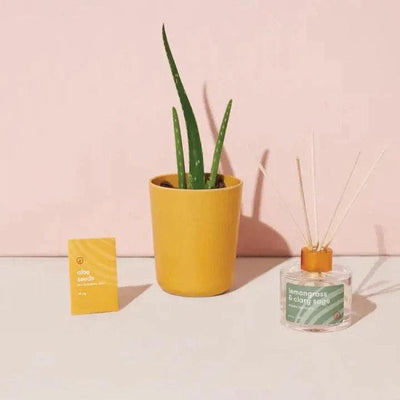 Find Balance - Grounding Aloe Kit - Giften Market