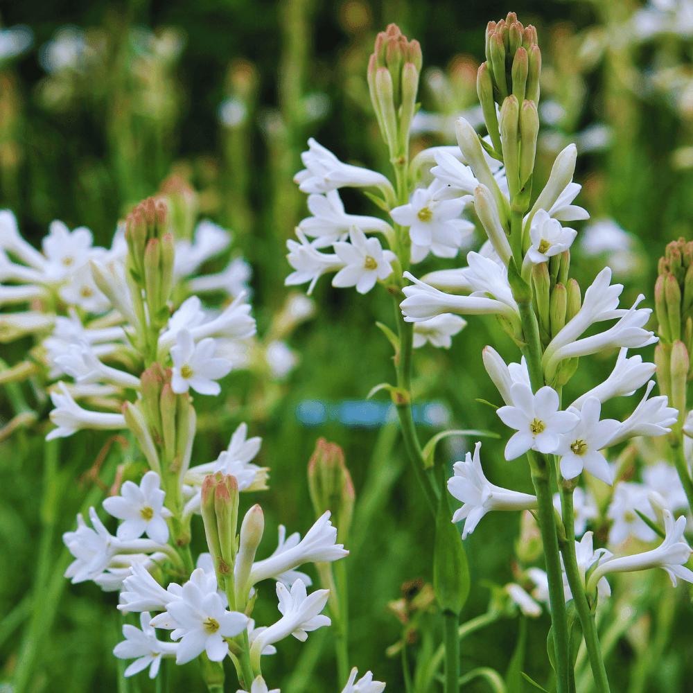 Flower Shop Gold Travel Candle - Giften Market