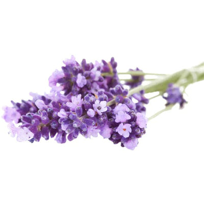 Lavender Grow Kit - Giften Market