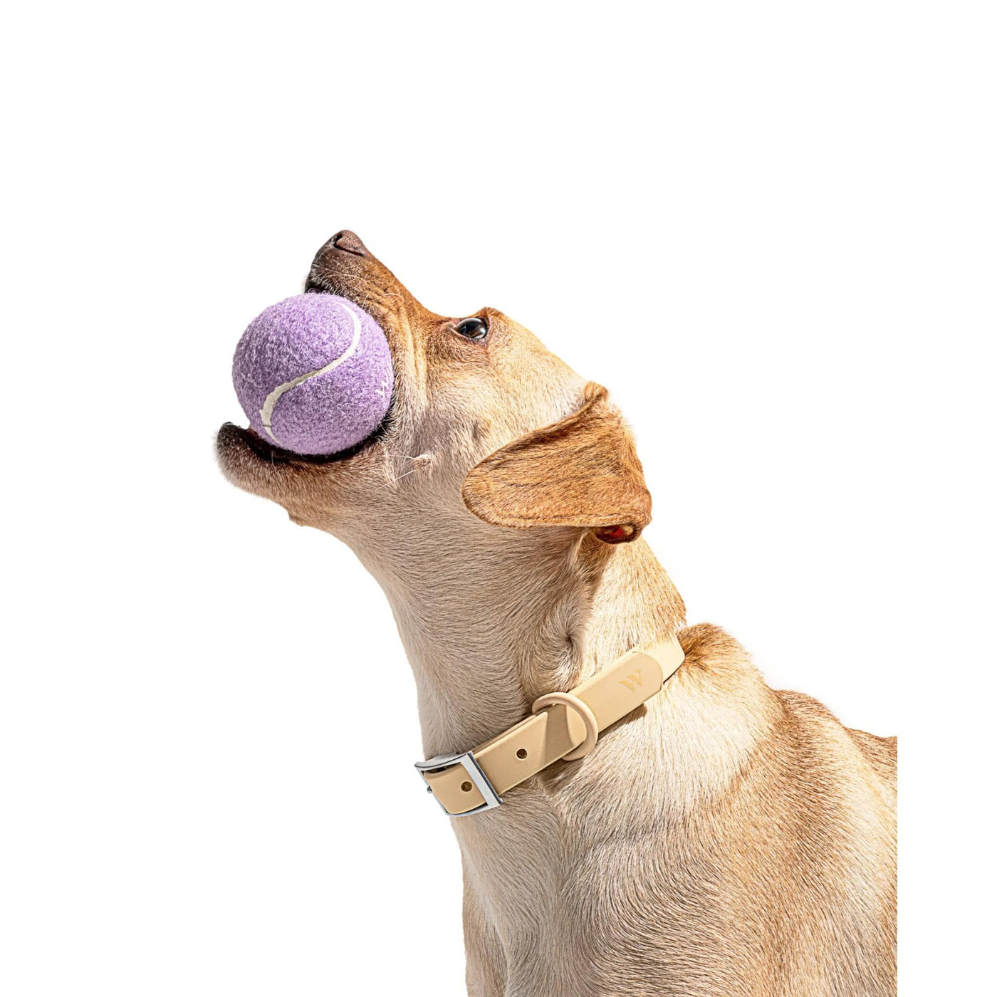 Lilac Tennis Balls - Set of 4 - Giften Market