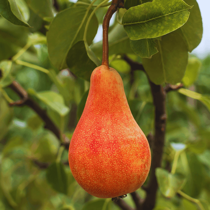 Orchard Pear Gold Travel Candle - Giften Market