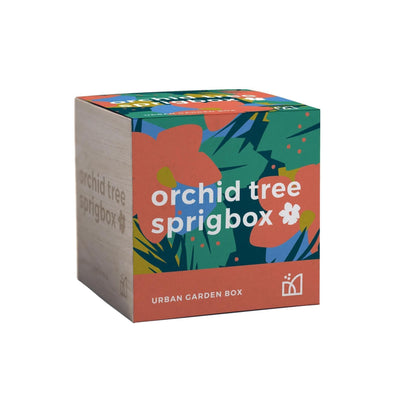 Orchid Tree Grow Kit - Giften Market