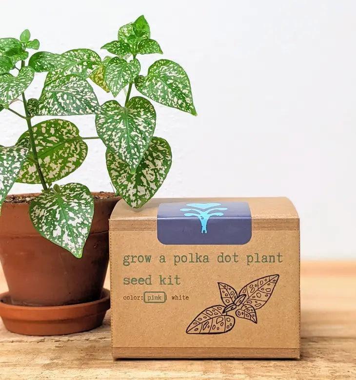Polka Dot Plant Kit - Pink - Thumbnail 4