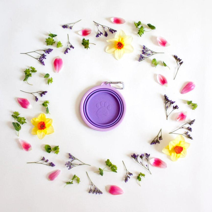 Silicone Collapsible Dog Bowl - Purple - Giften Market
