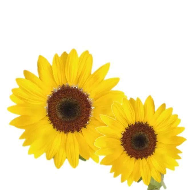 Sunflower Grow Kit - Giften Market